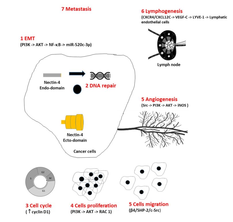 国内首个！星联肽多肽偶联药物IND申请获受理(图3)