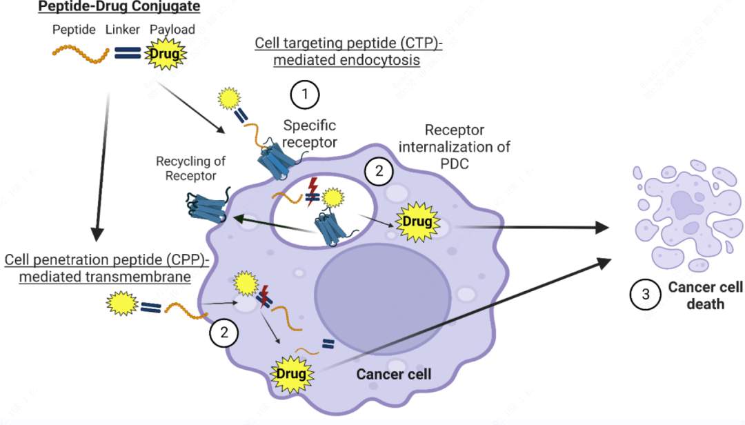 国内首个！星联肽多肽偶联药物IND申请获受理(图8)