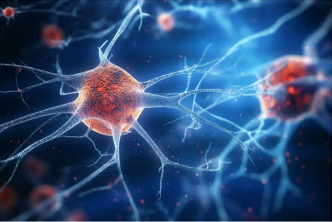 科学家发现阿尔茨海默病、血管性失智的新病因(图1) 科学家发现阿尔茨海默病、血管性失智的新病因(图1)