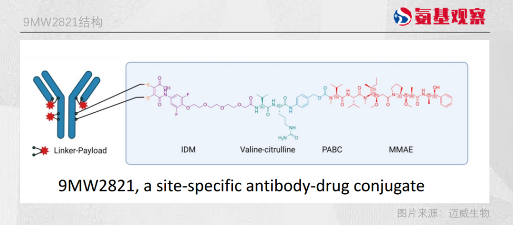 Nectin-4 ADC:一场刚刚起跑的竞赛(图5) Nectin-4 ADC:一场刚刚起跑的竞赛(图5)