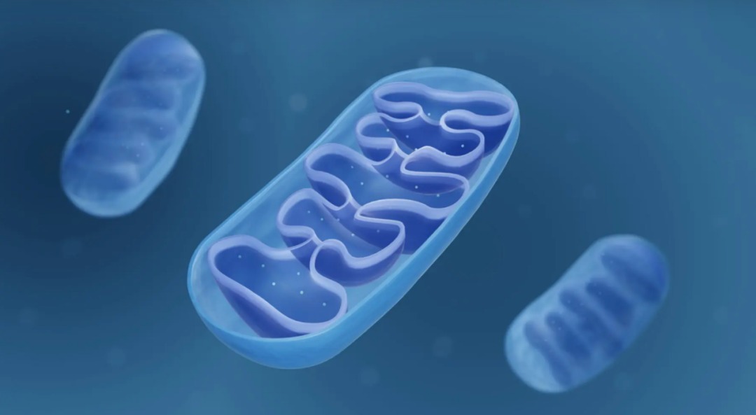 新发现的线粒体DNA有益突变似乎有助于阿尔茨海默病基因携带者活得更长(图5)