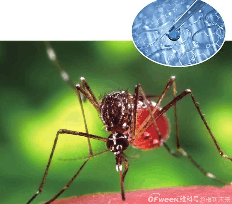 生产蚊子，是2024年最值得关注的事之一？(图1)