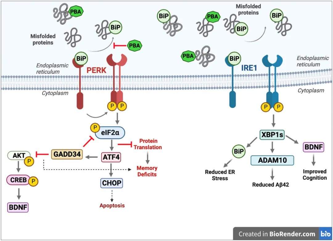 新疗法逆转阿尔茨海默病症状(图5)