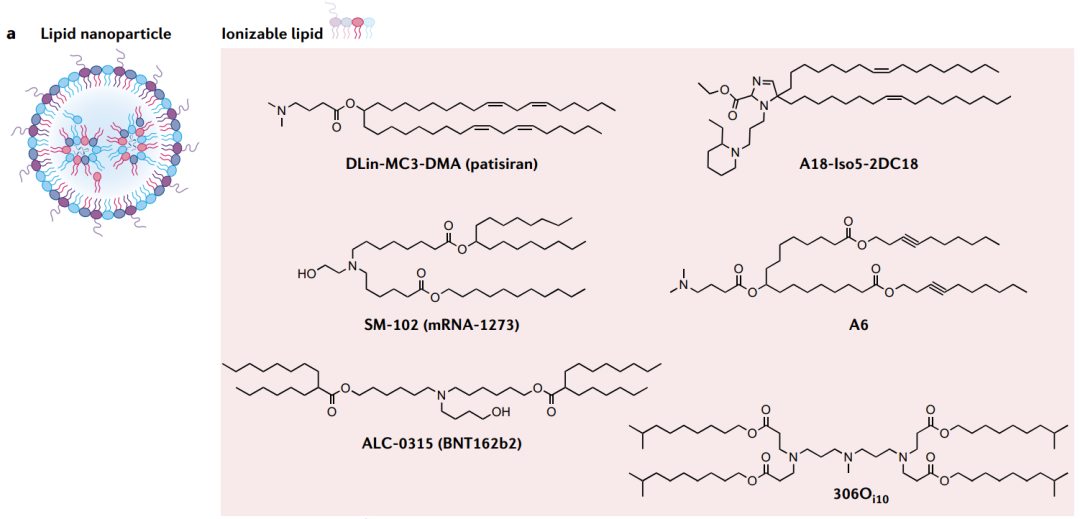 mRNA纳米载体(图1) mRNA纳米载体(图1)
