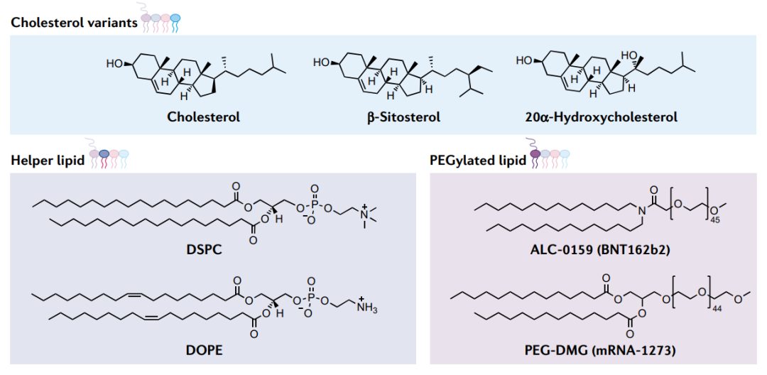mRNA纳米载体(图2) mRNA纳米载体(图2)
