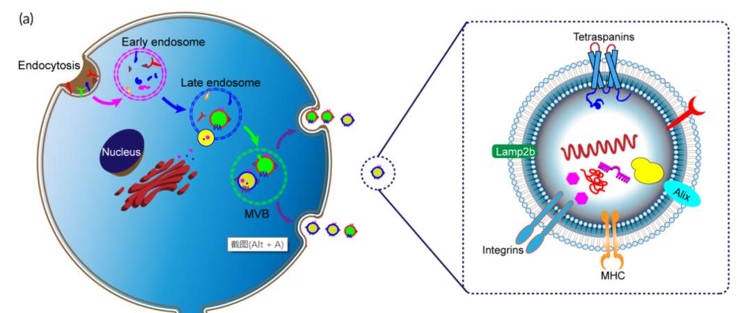 mRNA纳米载体(图4) mRNA纳米载体(图4)