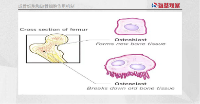 “骨质疏松”治疗新时代：从理念到产品的重启(图2)