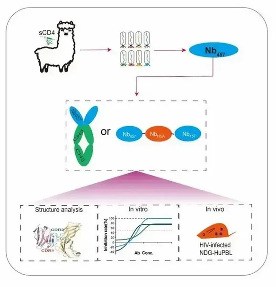重大突破!我国发现能强效抑制艾滋病病毒的纳米抗体(图2) 重大突破!我国发现能强效抑制艾滋病病毒的纳米抗体