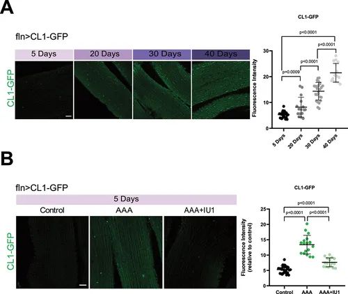 研究人员发现了一种潜在的抗衰老药物(图4)
