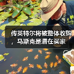 传英特尔将被整体收购，马斯克是潜在买家（图3）