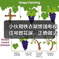 小伙用铁衣架增强电视信号致花屏，正确做法是什么？（图1）