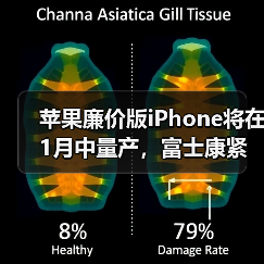 苹果廉价版iPhone将在1月中量产，富士康紧急招工（图4）