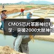 CMOS芯片革新神经科学:突破2000大鼠神经元连接图谱绘制(图3) CMOS芯片革新神经科学:突破2000大鼠神经元连接图谱绘制(图3)