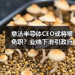 意法半导体CEO或将被免职?业绩下滑引政府干预(图1) 意法半导体CEO或将被免职?业绩下滑引政府干预(图1)