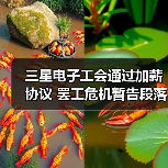 三星电子工会通过加薪协议 罢工危机暂告段落(图4) 三星电子工会通过加薪协议 罢工危机暂告段落(图4)